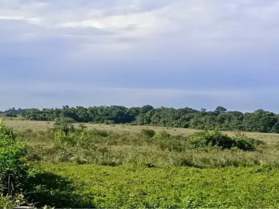 Campo de 77 hectares à venda em 25 de Diciembre, San Pedro 2