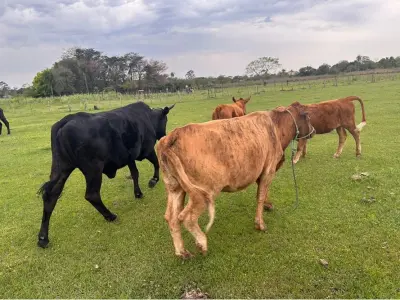 Campo en venta en Benjamín Aceval, Presidente Hayes 3