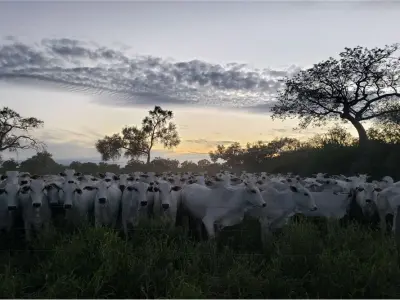 Campo en venta en Mariscal Estigarribia, Boquerón 2