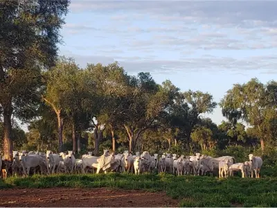 Campo en venta en Mariscal Estigarribia, Boquerón 4