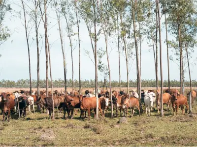Fazenda de gado à venda em Ybytymí, Paraguarí 4