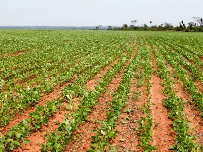 Fazenda produtiva de 1.001 hectares em Curuguaty 3