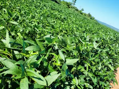 Fazenda produtiva de 1.001 hectares em Curuguaty 4