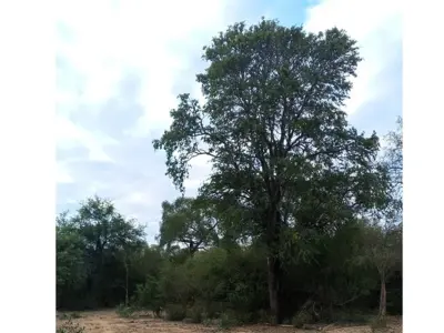 Campo virgem de 500 ha à venda em Boquerón, Chaco 3