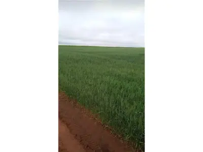 Chacra agrícola en venta en Cambyretá, Itapúa 3