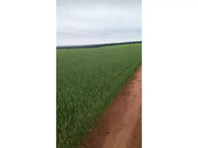 Chacra agrícola en venta en Cambyretá, Itapúa 4