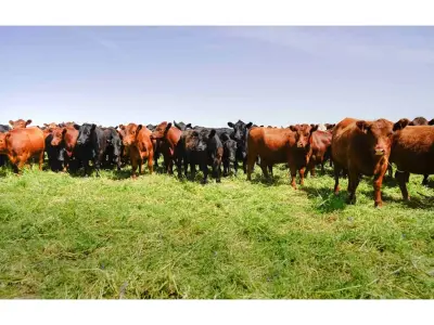 Fazenda de pecuária à venda em Arroyos y Esteros, Cordillera 3