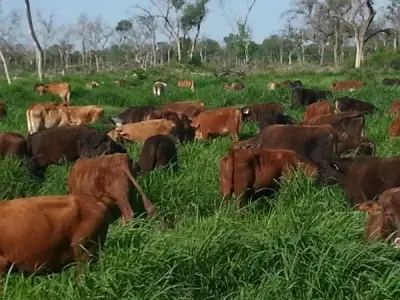 Estancia en venta en Boquerón – 11.200 hectáreas 2