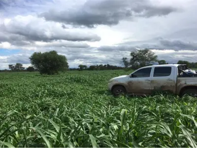 Fazenda à venda em Filadelfia, Boquerón 2