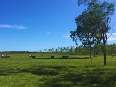 Fazenda à venda em Gral. Elizardo Aquino, San Pedro — 133 hectares 4