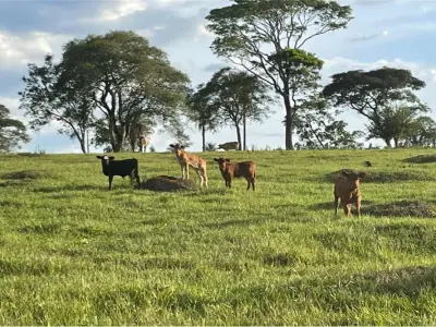 Estancia ganadera en venta en Trinidad, Itapúa 4