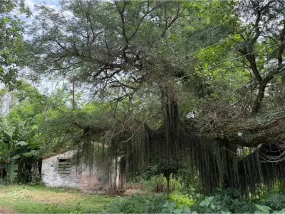 Finca agrícola de 15 ha en venta en Nueva Italia 2