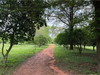 Finca agrícola de 15 ha en venta en Nueva Italia 4