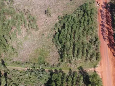 Fazenda de 74 ha à venda em Gral. Higinio Morínigo, Caazapá — com eucalipto e mata nativa 2