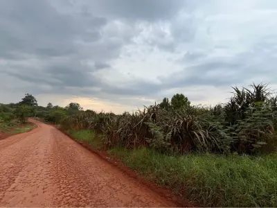 Granja agrícola de 1,5 ha en venta en San Vicente, Alto Paraná 3