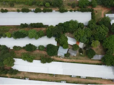 Granja avícola en venta en Altos, Cordillera 4