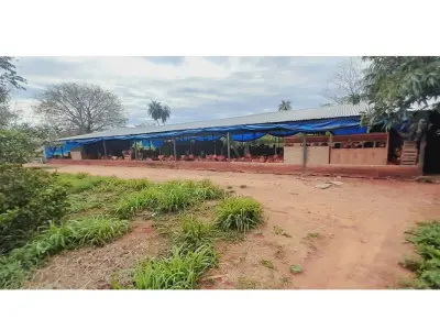 Granja avícola en venta en Pirayú, Paraguarí - 40.000 m² 3