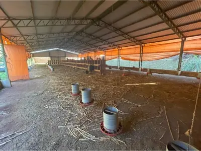 Granja avícola equipada en alquiler en Hernandarias 3