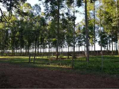 Agricultural and livestock property for sale in Fram, Itapúa 3
