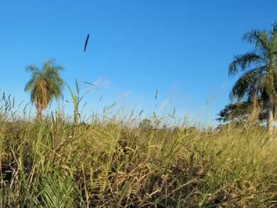 Propiedad rural de 11 hectáreas en venta – Concepción 2