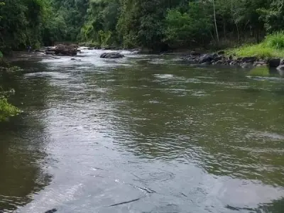 Propriedade rural de 41 hectares em Puerto Irala, Alto Paraná 3