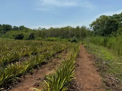 49-hectare rural property for sale in Arroyos y Esteros 5