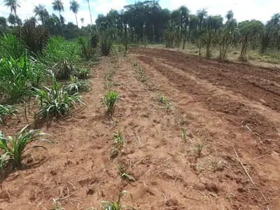 Propriedade Rural de 8 Hectares em Capilla Cué, Paraguarí 4