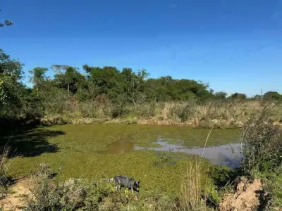 Rural property for sale in Arroyos y Esteros — 48 hectares 4