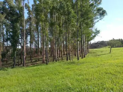 Propriedade rural à venda no Distrito Gral. Artigas, San Pedro del Paraná 2