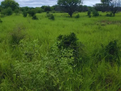 Rural Property for Sale in the Chaco — 2,550 Hectares 4