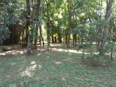 Rural Property for Sale in Minga Guazú - 15 Hectares 4