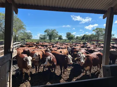 Propiedad rural en venta en Neuland, Chaco Paraguayo 2