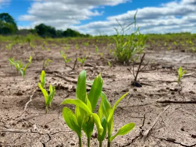 Propiedad rural en venta en Neuland, Chaco Paraguayo 4