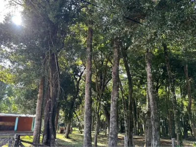 Quinta en venta en Capitán Miranda, Itapúa 4