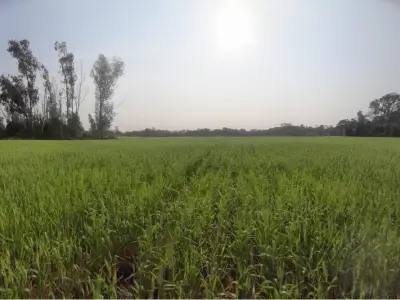 Agricultural land for sale in Santo Domingo, Encarnación 2