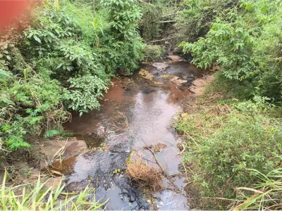 10-hectare land for sale - San Juan del Paraná 3