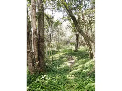 Terreno de 11 hectáreas en venta en San Juan del Paraná 2