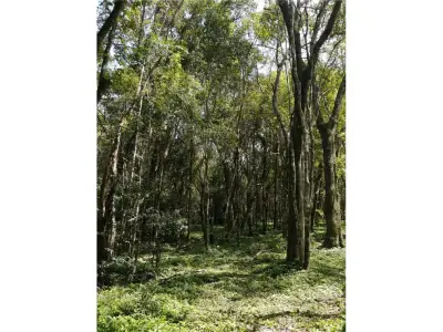 Terreno de 11 hectáreas en venta en San Juan del Paraná 3