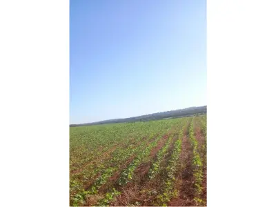 Terreno de 13 hectares à venda em Cambyretá, Itapúa 2