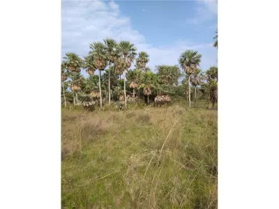 Terreno de 353 hectáreas en venta en Villa Oliva 4