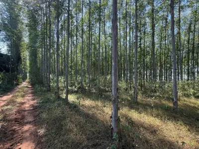 Terreno à venda em Nueva Italia, Central - 4,7 ha 3