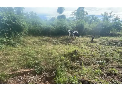Terreno de 5 hectáreas en venta en Caaguazú 4