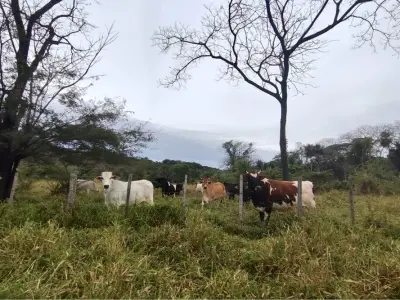 Terreno de 5 hectáreas en venta en Yaguarón 3