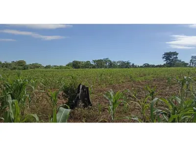 70-hectare land for sale in Mbuyapey, Paraguarí 3