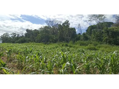 70-hectare land for sale in Mbuyapey, Paraguarí 4