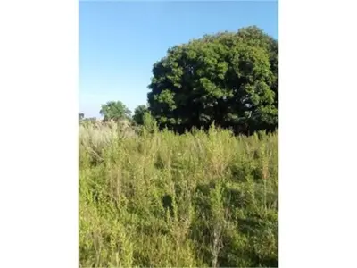 Terreno de 9 hectáreas en venta en Coronel Bogado 4