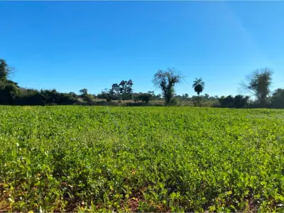 Land for sale, 10.7 hectares in Choré, San Pedro 3