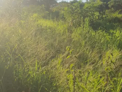 Land for sale, 372 m² corner lot in Segundo Barrio, Luque 2