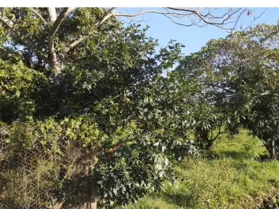 Land for sale in Ayolas, Misiones 4