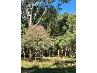 Terreno à venda em Caacupé, Cordillera 3